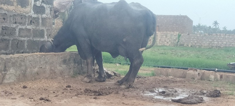 ત્રીજો હેતલ ભેં...