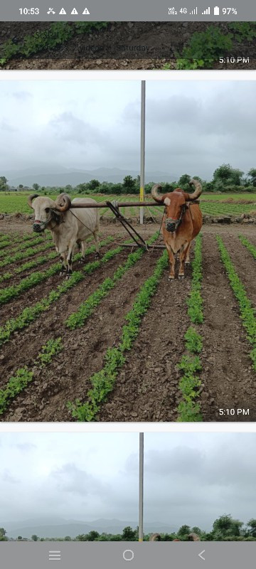 બળદ