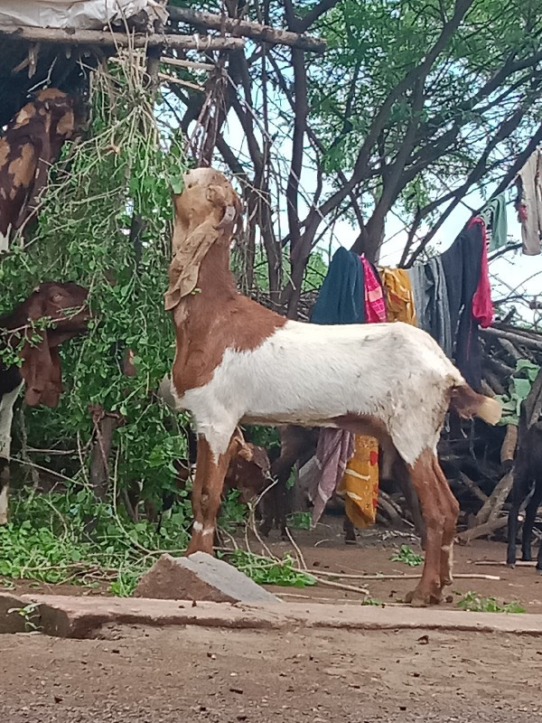 આ રાજસ્થાની બકર...