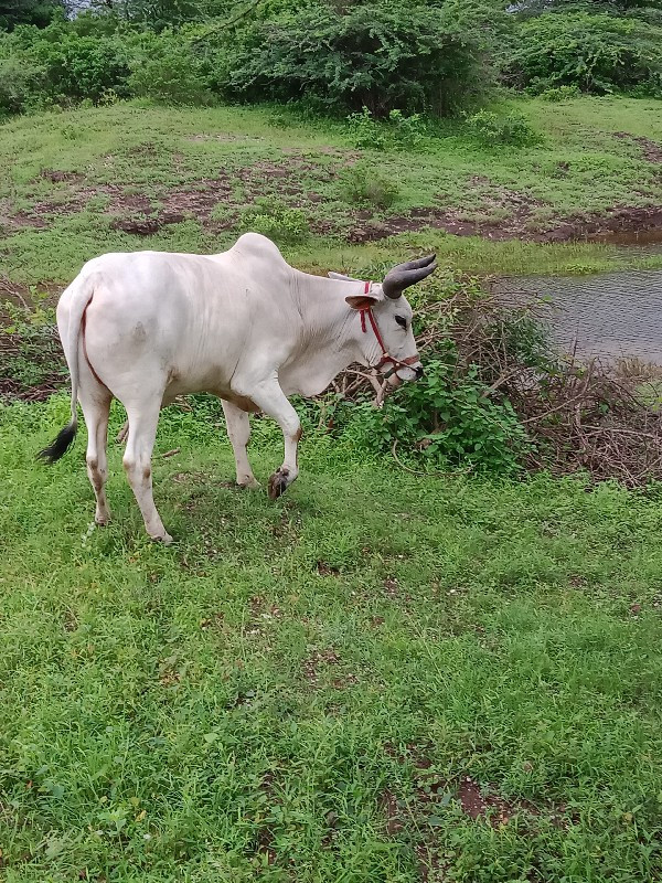 ગોધલો