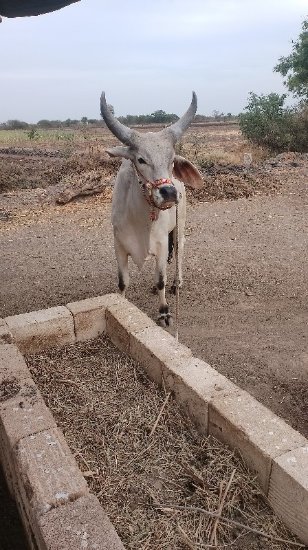 ગોઢલો વેચવાનો છ...