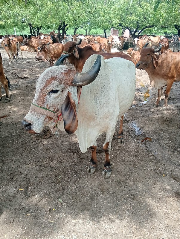 લિલડી હોડકી વેસ...