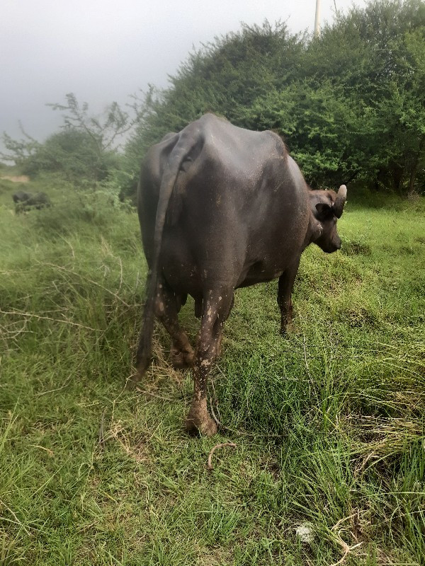 બેય વીયાલ રુબરુ...