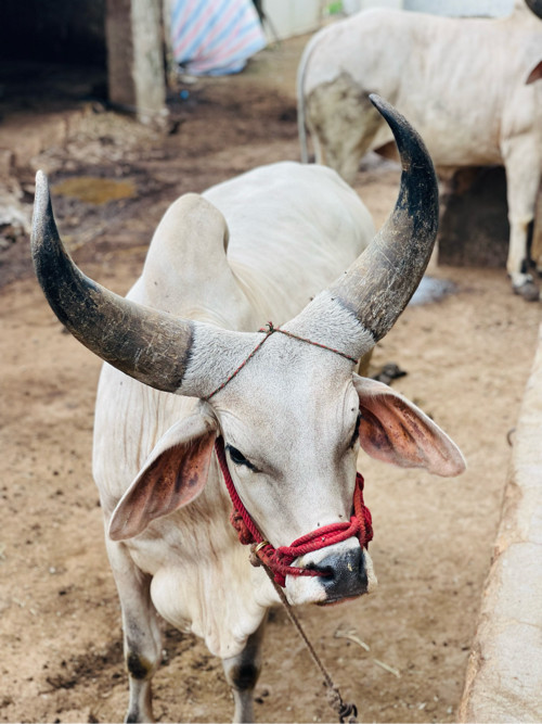 બળદ વેચવાના છે