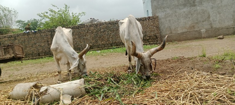 બડદવેચવાનાછે