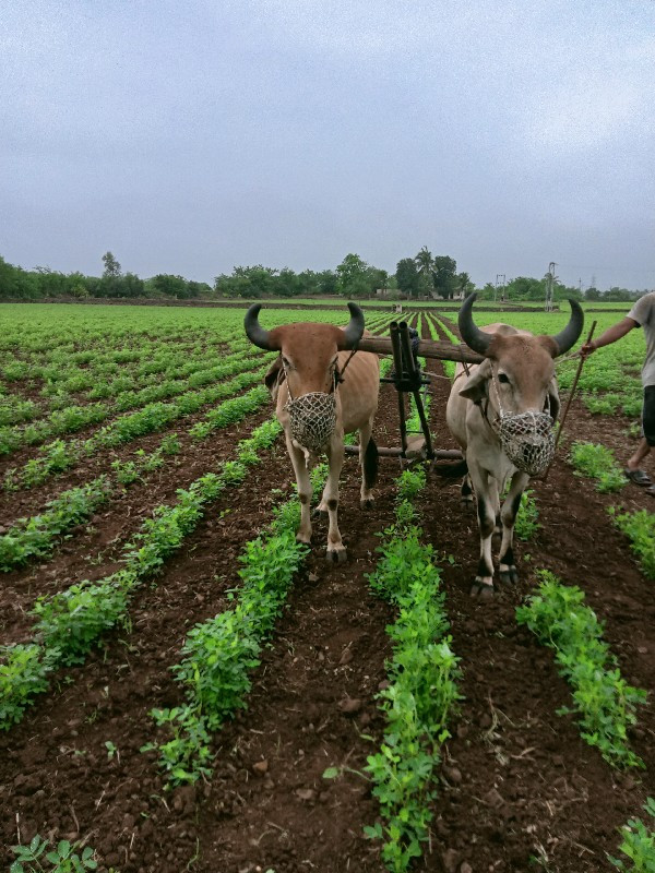 ગોઢલા વેચવાના છ...