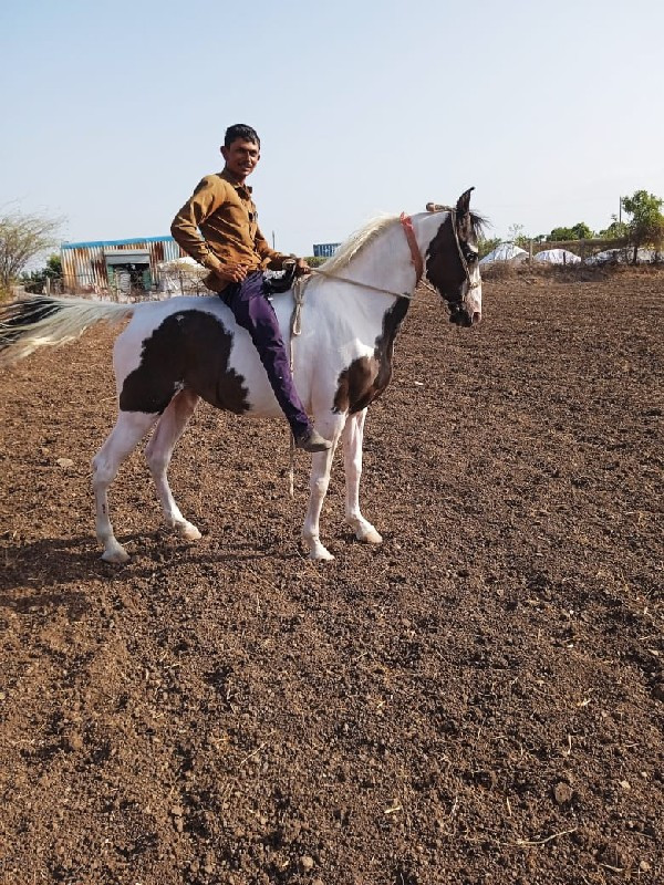 ઘોડી નું હાટુ ક...