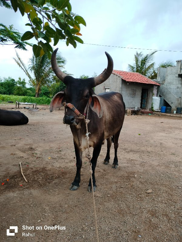 ગોઢલા વેચવાના છ...