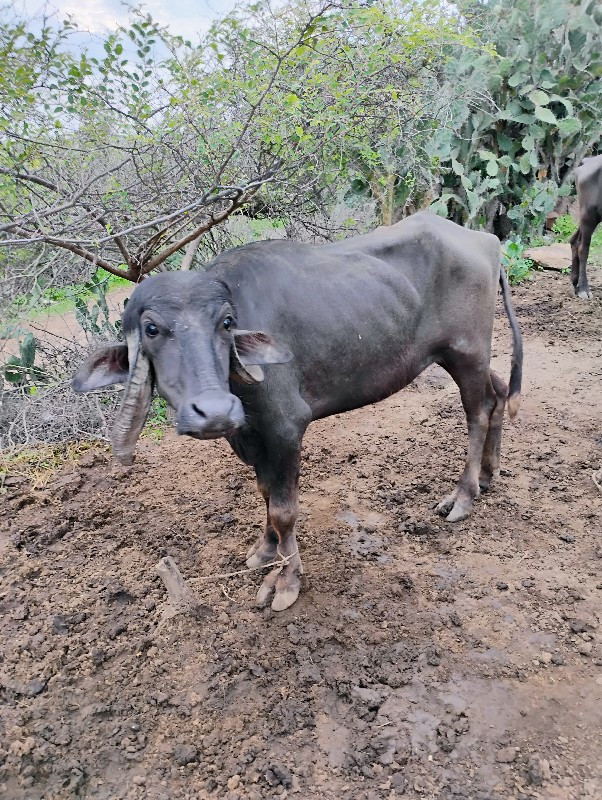 ખડલી વેચવાની છે