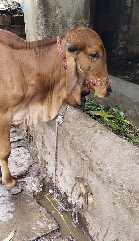 વાછડી વેચવાની છ...