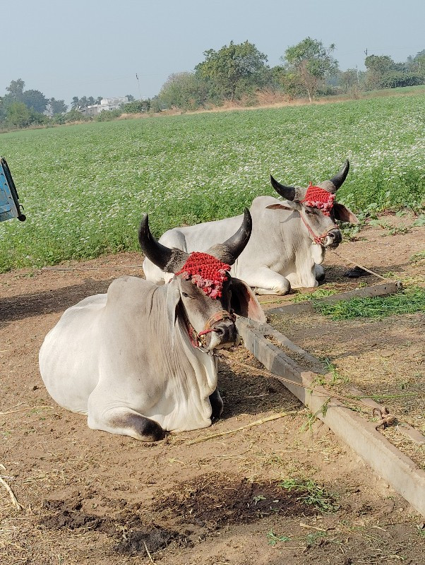 ગોધલા