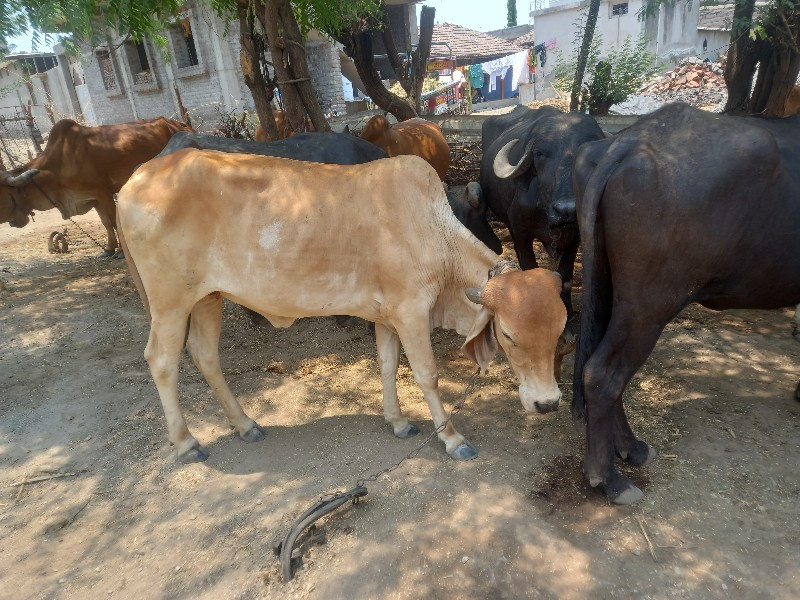 હોકડીયુ વેચાવ છ...