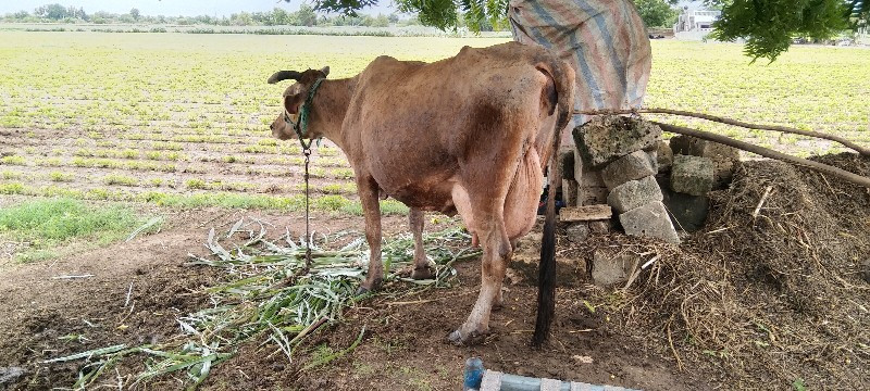 જરાસી