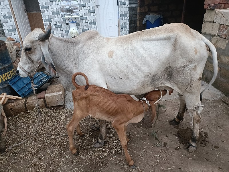 ગાય વેચવાની છે