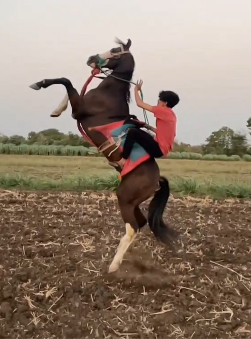 વેસવાની છે કુદવ...