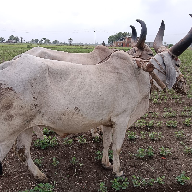 બલદ વેંચવા છે...