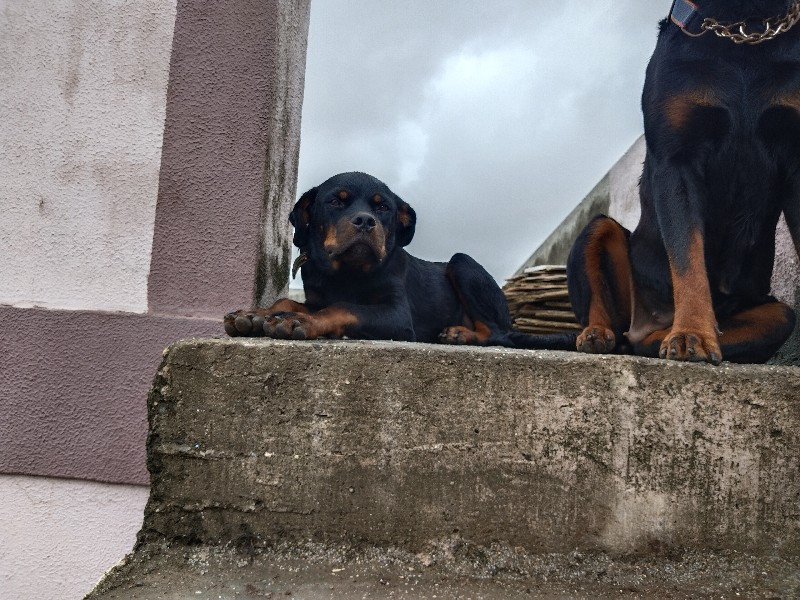 rottweiler dog...