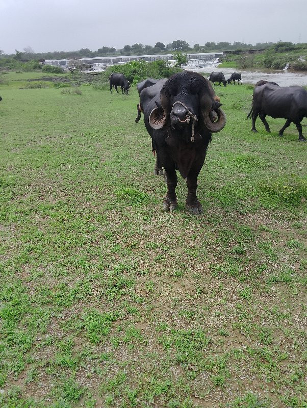 પાડો વેચવાનો