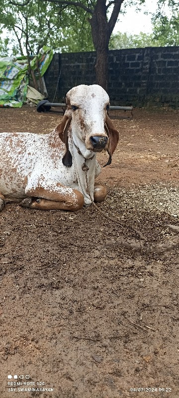 વાછડો વેચવાનો છ...