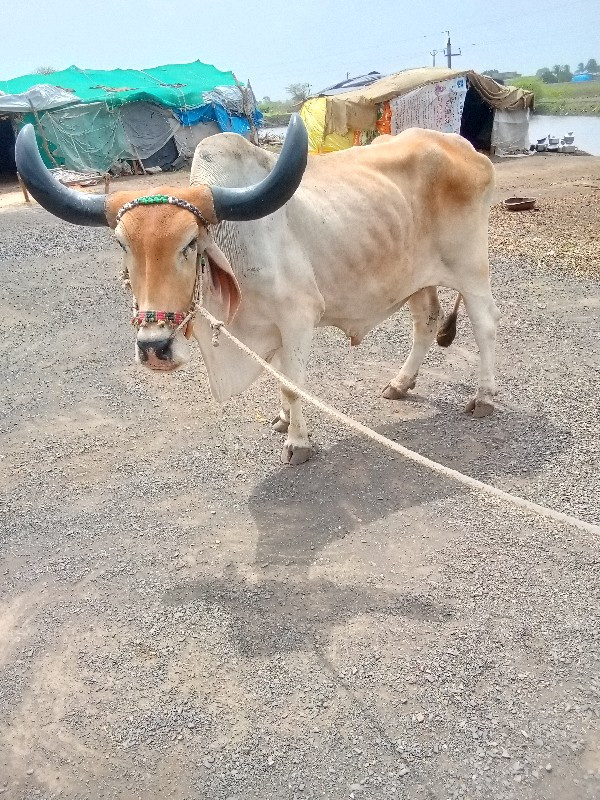 કોયલા