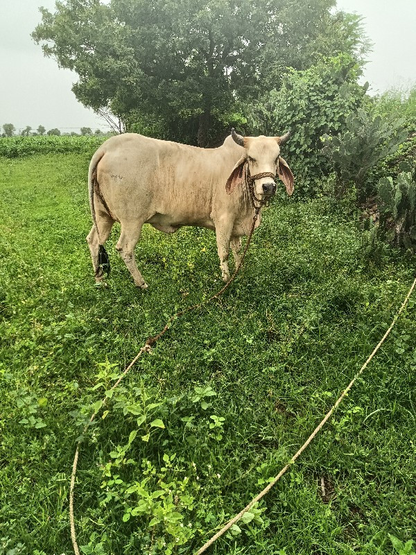 ગાય વેચવાની છે