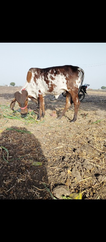 હોળ કીવેચવાનિછે