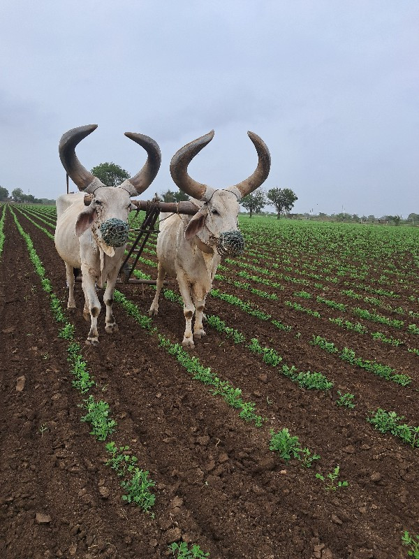 બળદ વેચવાના છે