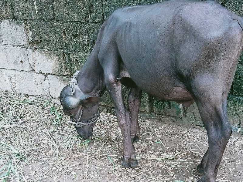 પાડો વેચવાનો છે