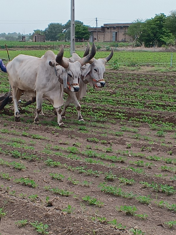 બળદ વેચવાના છે