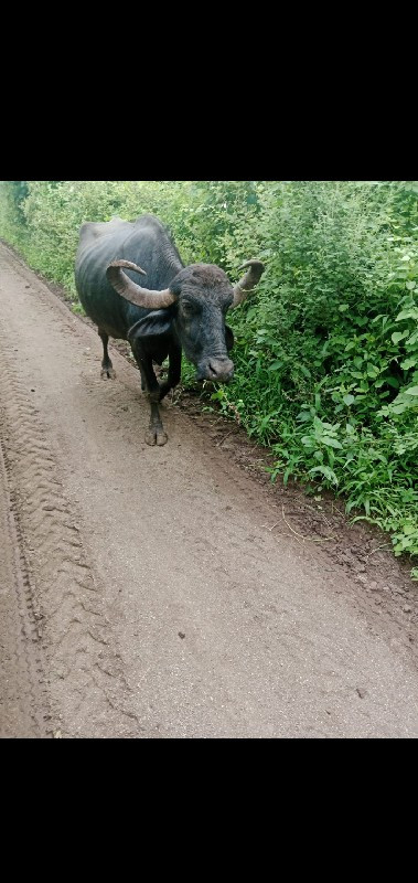 ત્રીજું વેતર ફુ...