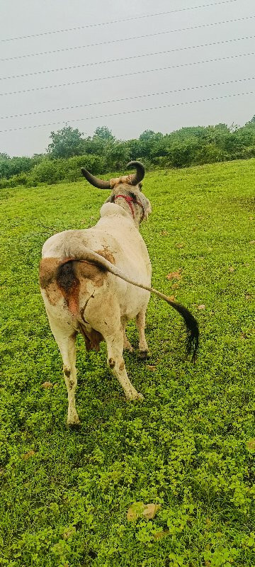 ગાય વેશવાની છે