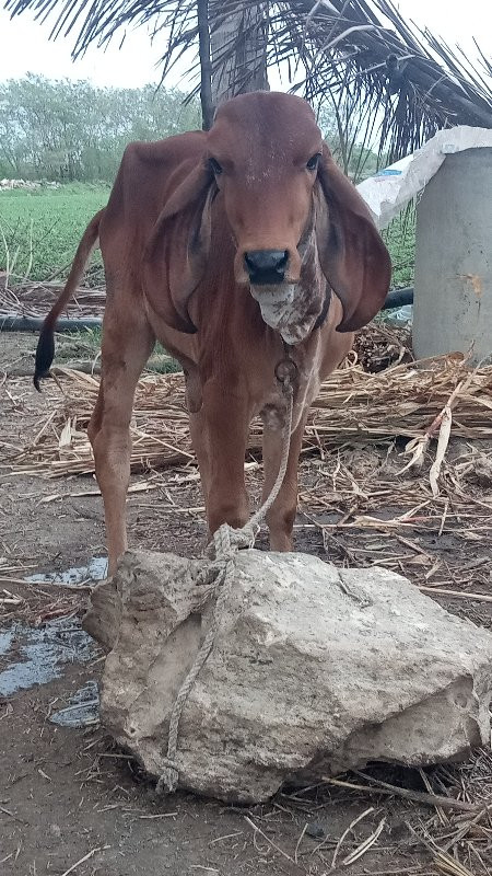 હોડકી ના સાટા ક...