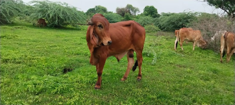 ગીર ખુટ વેચવાનો...