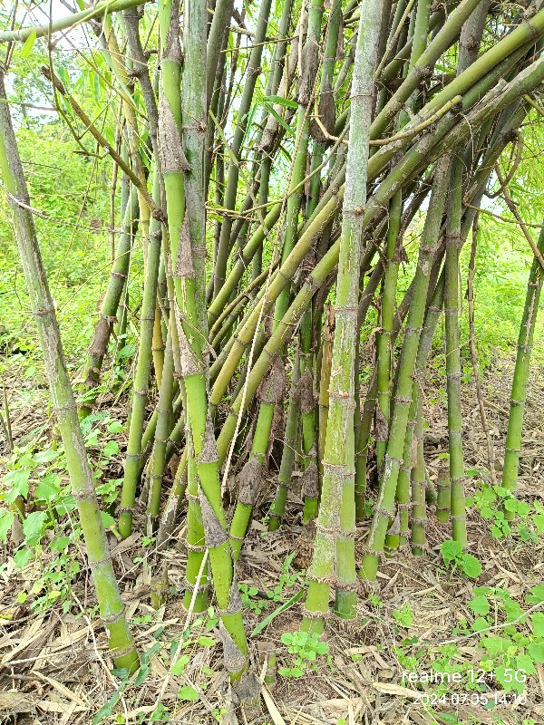 bamboo 🎍વાંસ