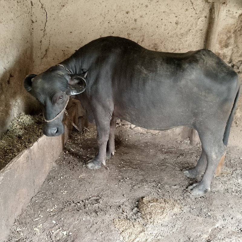 પેલું વેતર મહીન...