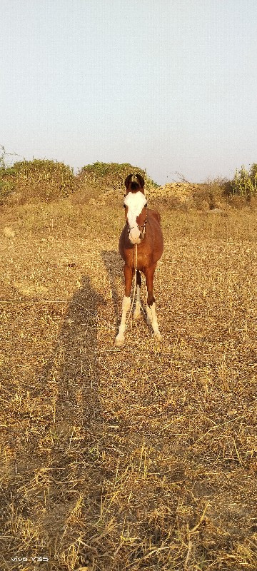 ઘોડો વેચવાનો છે...