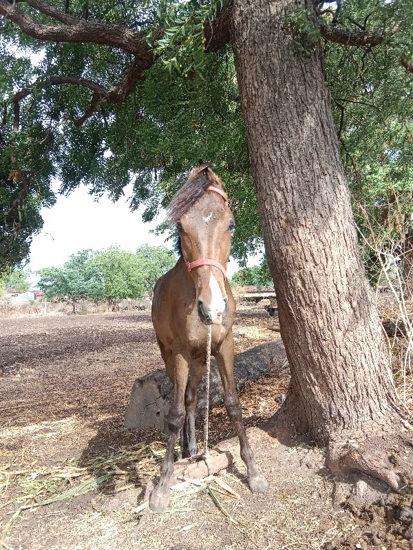 ઘોડો