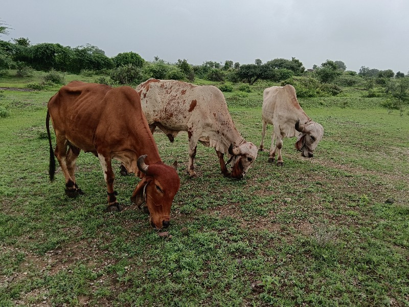 ગોઢલા વેચવાના છ...