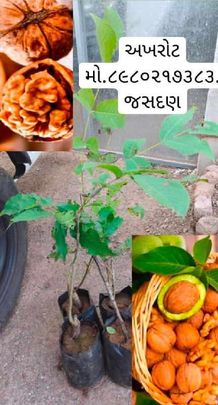 ટોટલ બાગાયતી રો...