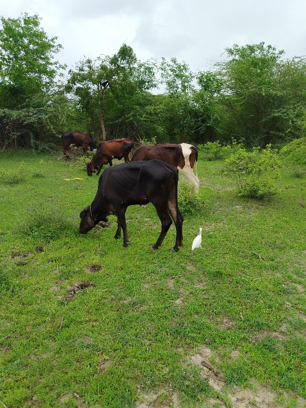 hf વાછડી