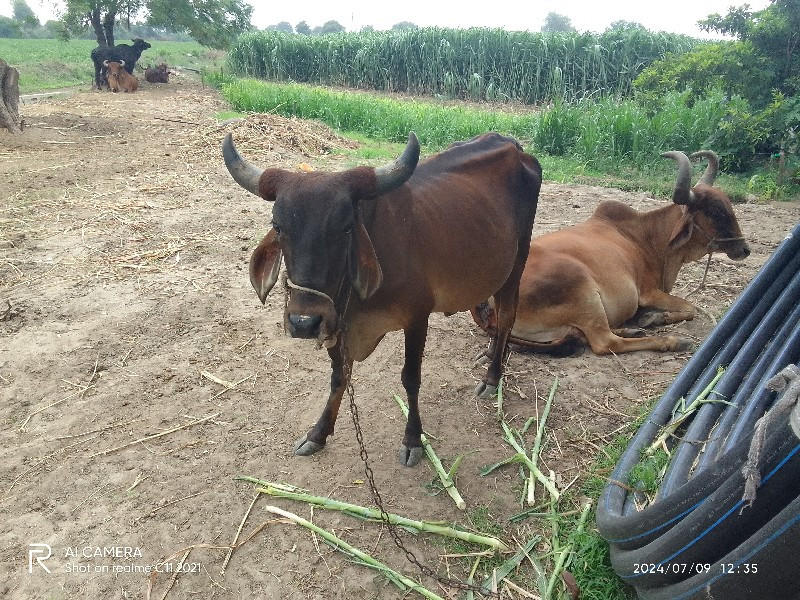 વેચવાની છે