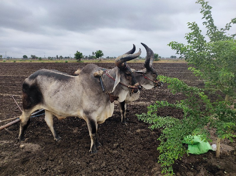 બળદ જોડી વેચવાન...