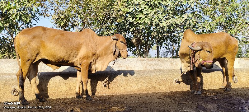 ગીર ગાય વેચવાની...