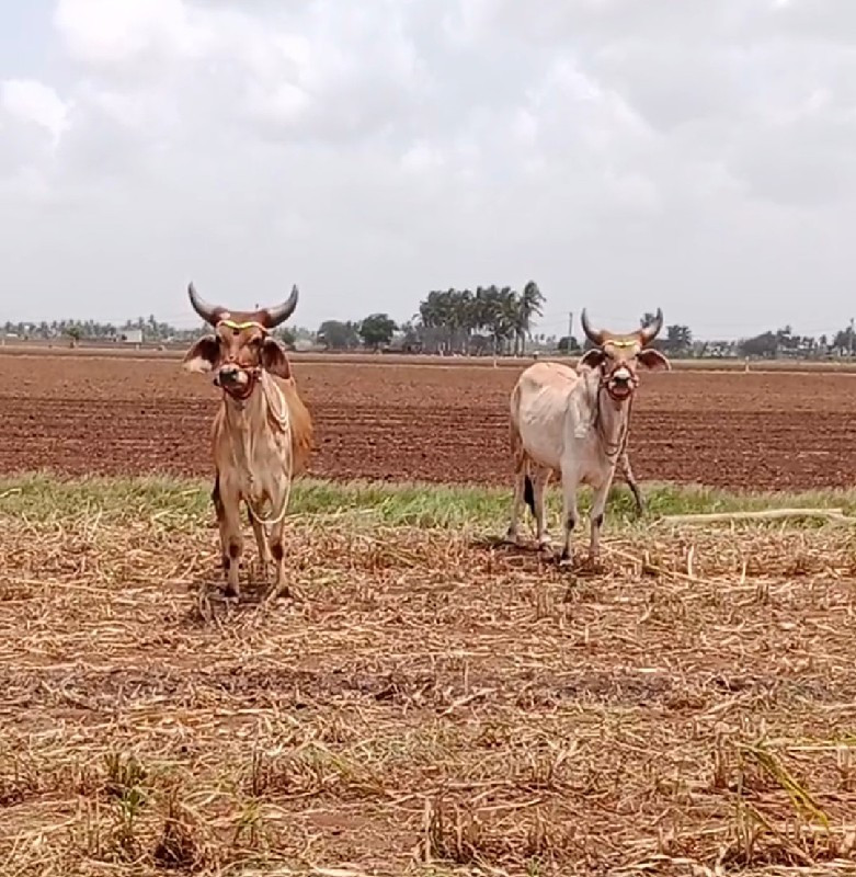 ગોઢલા વેચવાના છ...