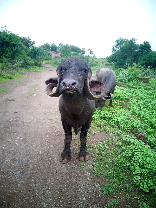 પાડો ખડકાયો  દા...