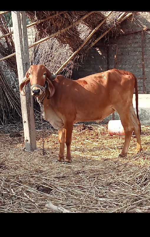 પેલું વેતર.......