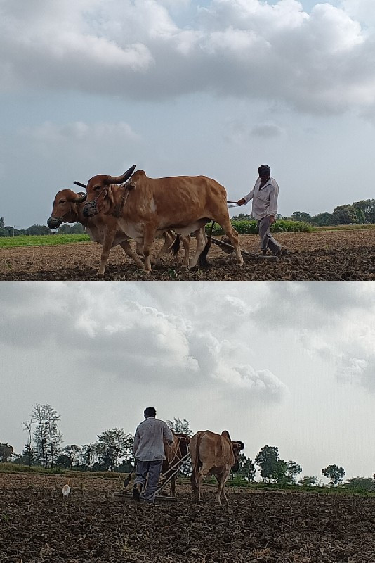 બળધુ નું હાટુ ક...