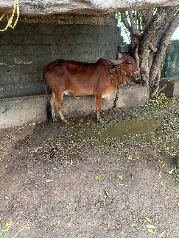 ગાય વેચવાની છે