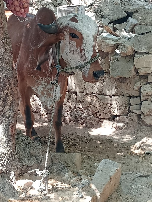 હોળકી વેસવાની