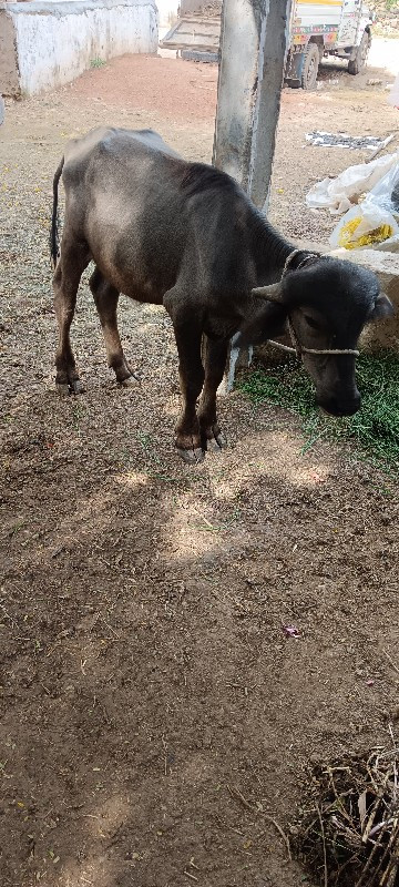 પાડો વેચવાનો છે